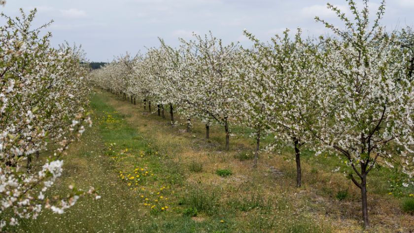 voćarstvo u Srbiji 2026