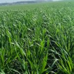 zaštita pšenice od korova