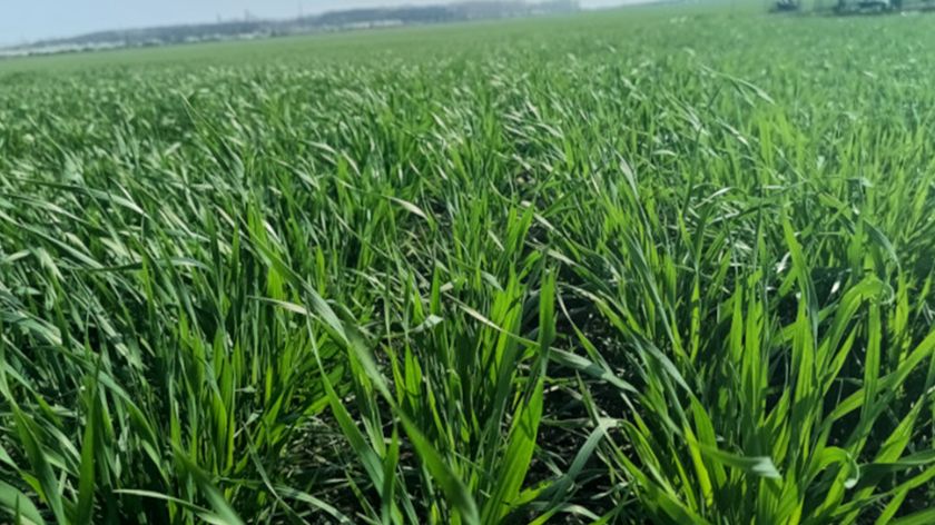 zaštita pšenice od korova