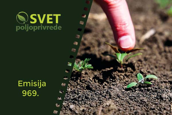 korovske biljek na njivi