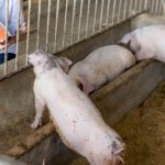 Afrička kuga svinja