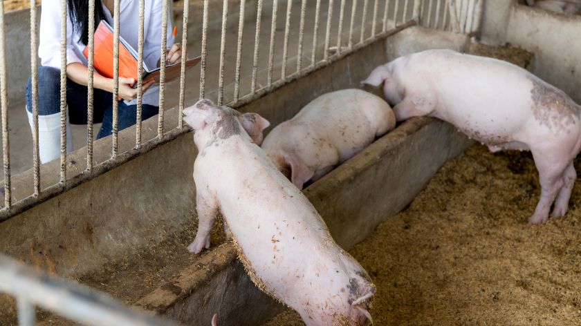 Afrička kuga svinja