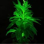 Biljke koje svetle u mraku