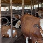 GEA robot za mužu krava