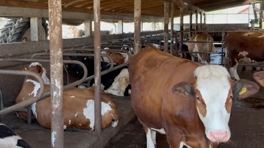 GEA robot za mužu krava