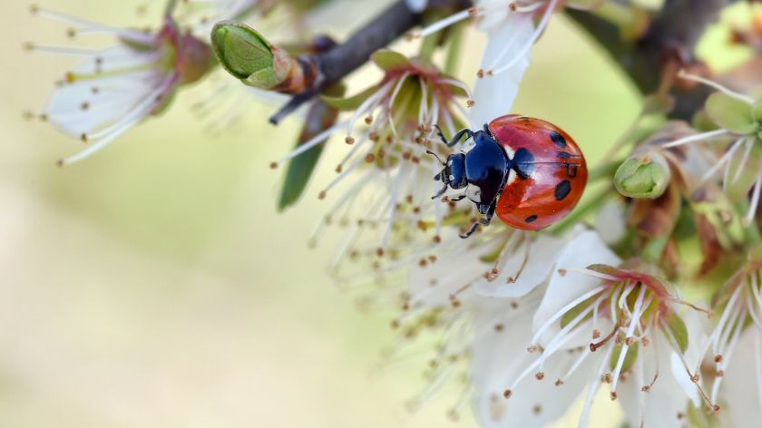 Zanimljivosti o bubamarama © Canva Hotel za bubamare