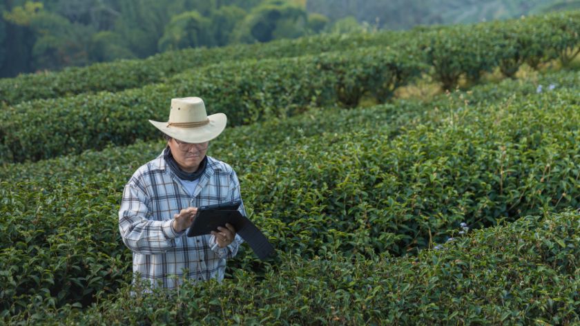 Kineska poljoprivreda