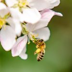 Pčele pesticidi