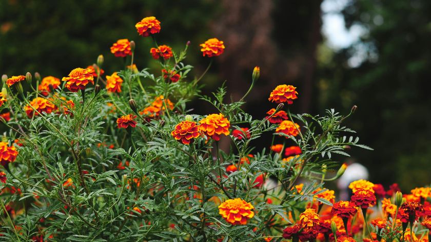 Kadifa © Canva koje cveće saditi u aprilu