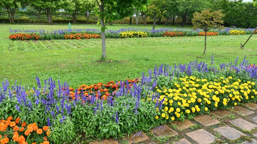 7 vrsta cveća koje se seje i sadi u aprilu, a cveta celog leta! © Canva koje cveće saditi u aprilu