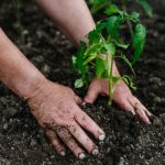 Šta saditi u aprilu