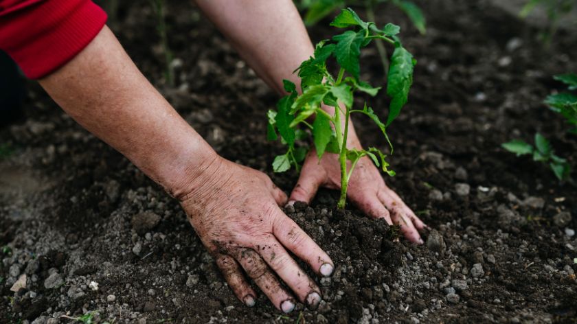 Šta saditi u aprilu