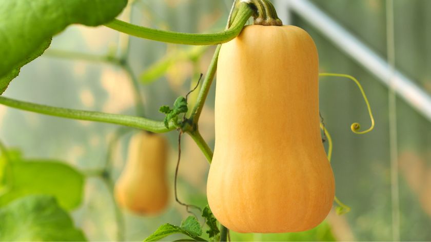 Neke sorte tikvi mogu se sejati u aprilu i stići za kasno leto © Canva Šta saditi u aprilu