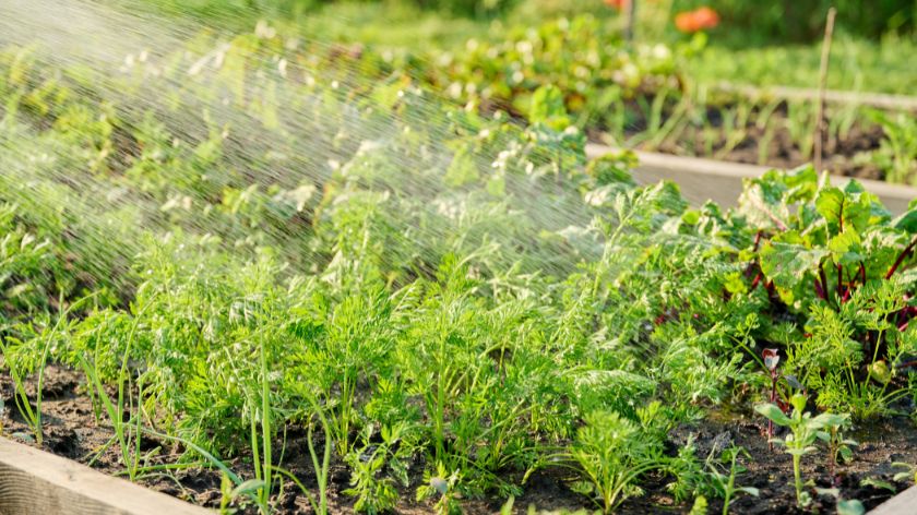 Šargarepa je otporna na hladnoću © Canva Šta saditi u aprilu