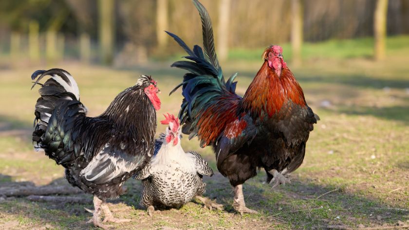 Kokoške 