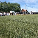 Strna žita u odličnoj kondiciji