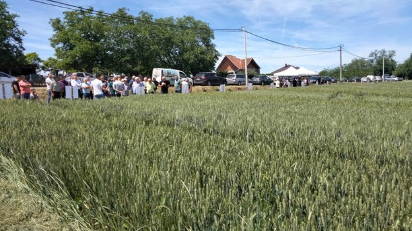 Strna žita u odličnoj kondiciji