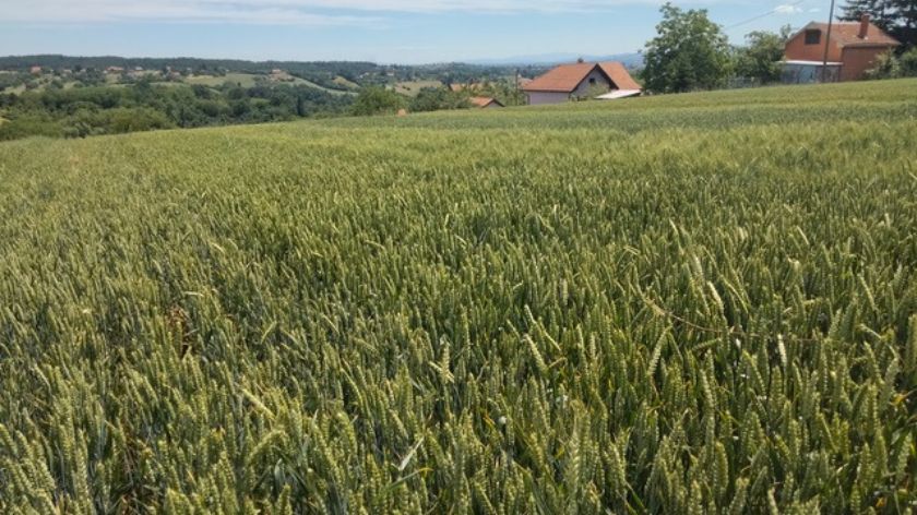 Dani polja strnih žita © AGROmedia/Dejan Davidović Strna žita