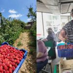 Maline