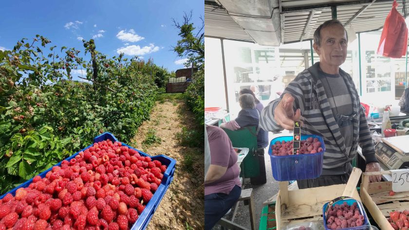 Prve maline stigle na pijace, rod i cena ulivaju optimizam © AGROmedia/Dejan Davidović Maline
