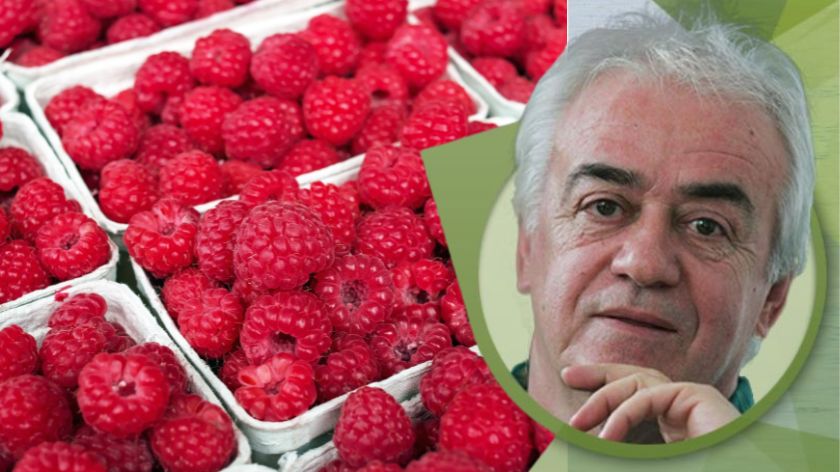 Igra brojki AGROmedia © Budimir Budo Novović/Canva Maline
