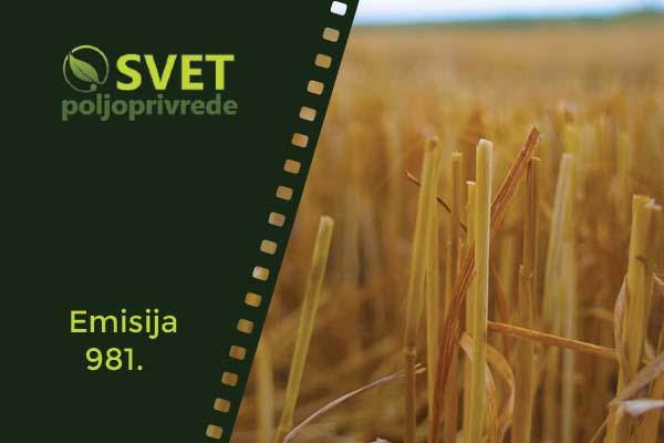 žetveni ostaci