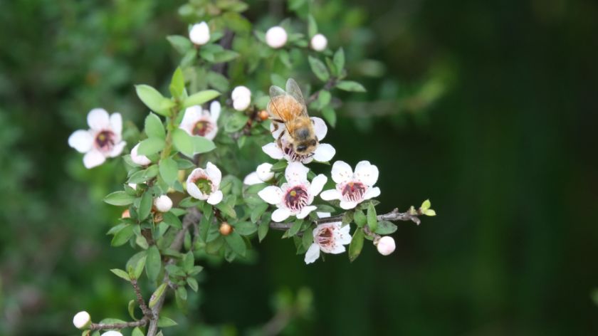 Manuka biljka © Canva Manuka med