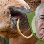 njuška sa brnjicom