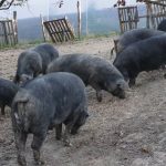 Moravka