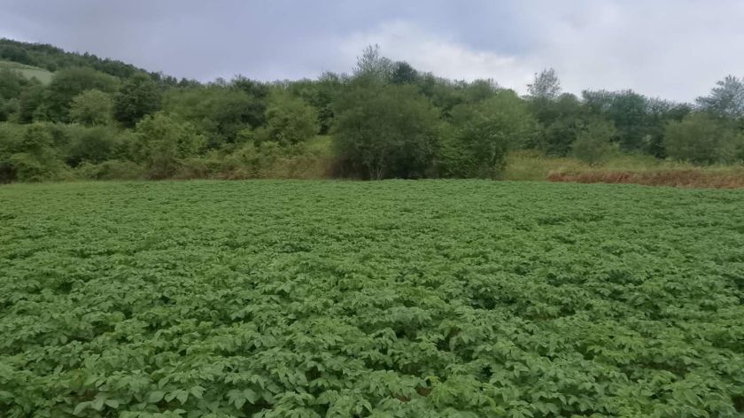 Godina dobra za krompir © Đorđe Ćirić