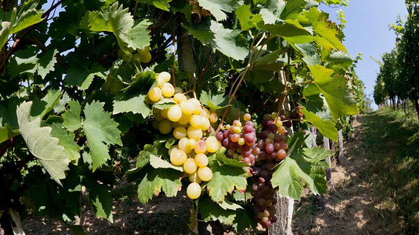 Suša i klimatske promene menjaju vinogradarstvo © Canva Berba grožđa