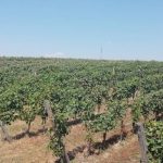 vinograd