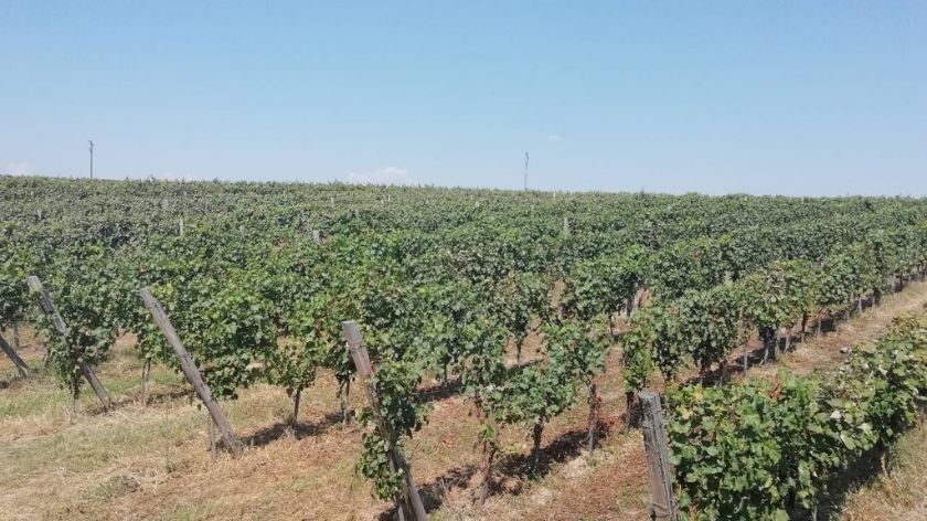 vinograd