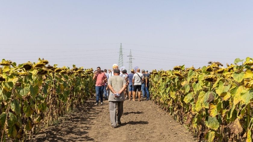 Poverenje proizvođača koje se gradi rezultatima na terenu foto © KWS polje kukuruza