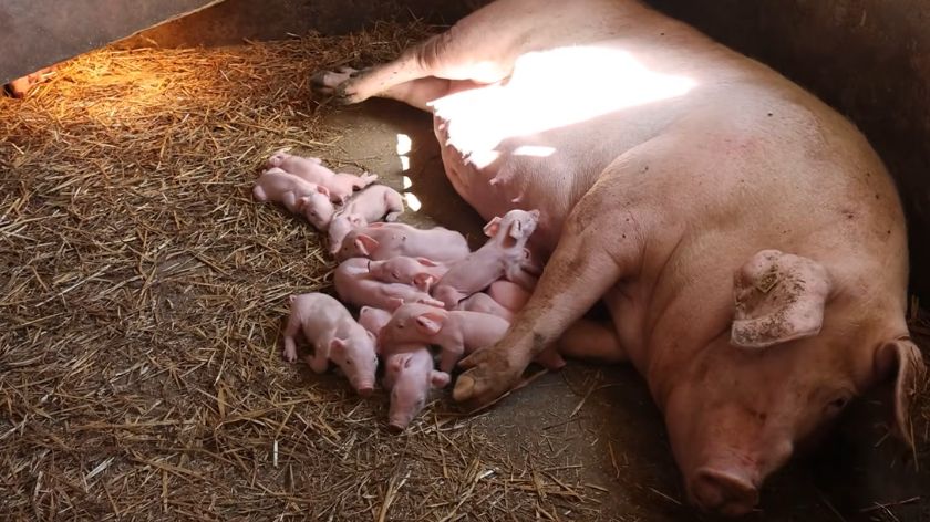 Od nekoliko krmača do farme sa 37 grla © AGROmedia/Youtube screenshot mladi poljoprivrednik