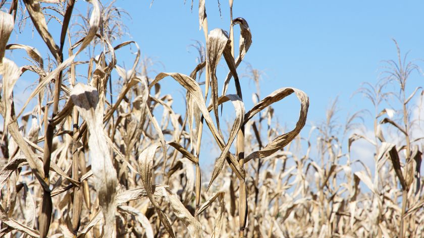 Za sve češće suše u Srbiji, odgovorne su klimatske promene © Canva Suša u Srbiji