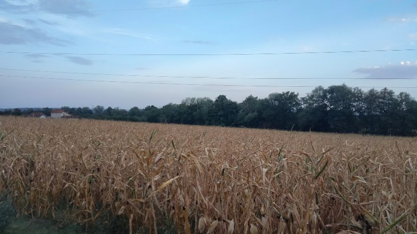 Kukuruz je na mnogim parcelama požuteo, a zbog nedostatka vlage ranije sazreva foto: ©AGROmedia / Dejan Davidović