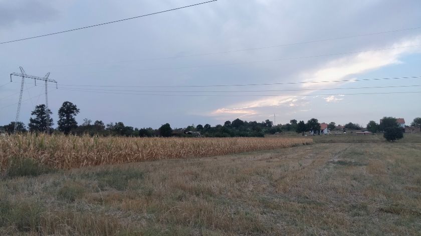 Zbog suše i pašnjaci su jako oskudni foto: ©AGROmedia / Dejan Davidović
