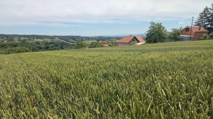 egenerativna poljoprivreda se zasniva na nekoliko osnovnih principa foto: ©AGROmedia / Dejan Davidović polje pšenice