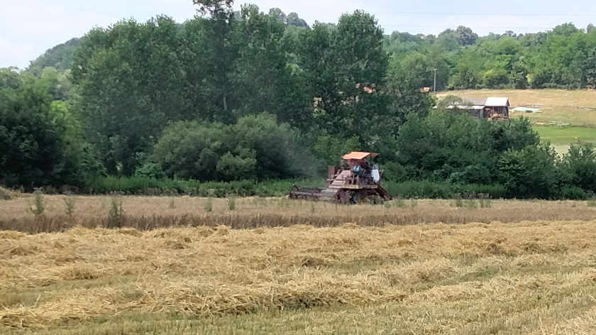 kombajn žanje