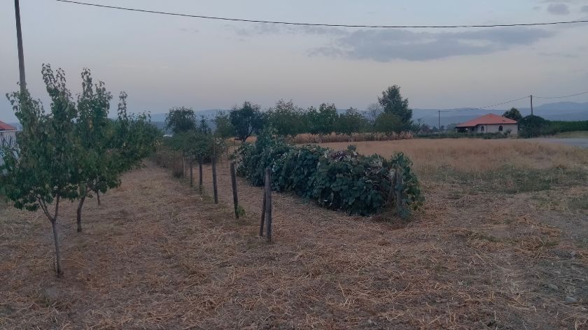 Posledice suše osećaju i voćnjaci foto: ©AGROmedia / Dejan Davidović