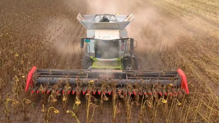 CLAAS Lexion 6700 u suncokretu skida oko osam hektara na sat © AGROmedia/Youtube screenshot CLAAS Lexion 6700