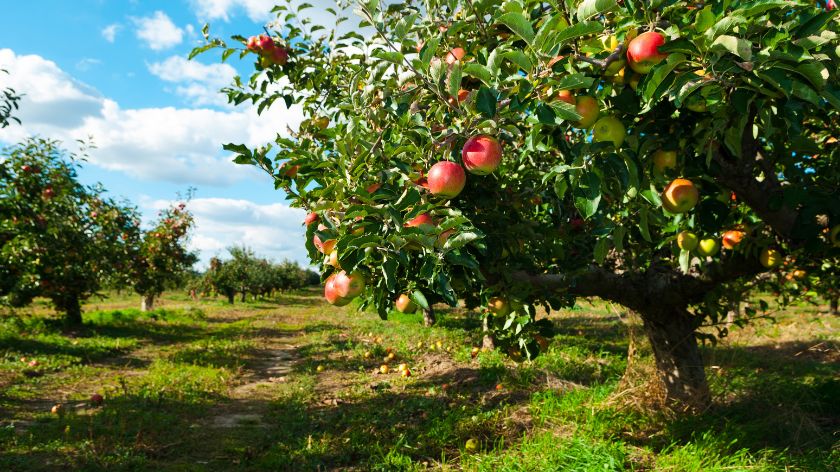 Austrija vraća zaboravljene sorte jabuka u prodavnice © Canva Jabuke koje mirišu na detinjstvo