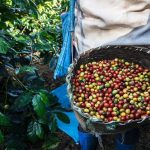 Uzgoj kafe na Siciliji