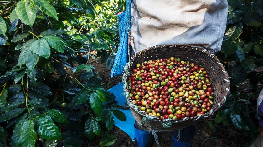 Uzgoj kafe na Siciliji